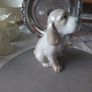 Cute Dog Figurine Image 3