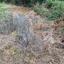 sheep wire Image 3