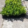 Laurel Hedging Image 2