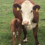 PBR Hereford Image 6