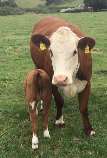 PBR Hereford