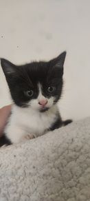 kittens Free to good homes