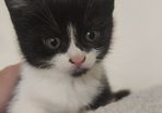 kittens Free to good homes
