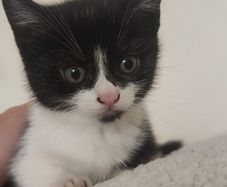 kittens Free to good homes
