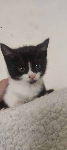 kittens Free to good homes
