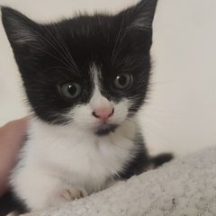 kittens Free to good homes