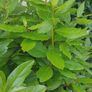 healthy mature bayleaf make me an offer Image 2