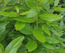 mature grown bayleaf plant