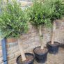 Olive tree : extra large 45cm pot Image 8