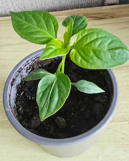 chilli plant