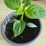 chilli plant Image 2