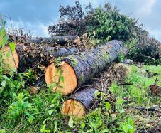 Large freshly felled softwood logs/timber