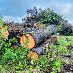 Large freshly felled softwood logs/timber