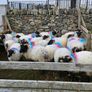 Mayo blackface hoggets Image 4