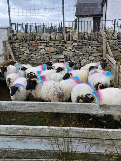 Mayo blackface hoggets