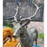 Cast Iron Stag Straight CH R LO612 Image 2