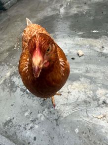 young hen