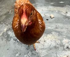 young hen