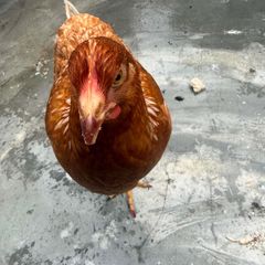young hen