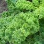 Kale 'Dwarf Green Curled' Irish Seeds Image 2