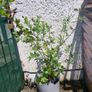 ornamental tree Image 2