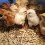 Day old chicks Image 2