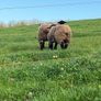 Pure bred  Suffolk rams for sale Image 2