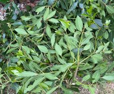 Laurus nobilis / bay leaves