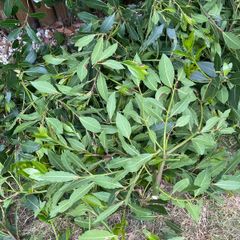 Laurus nobilis / bay leaves