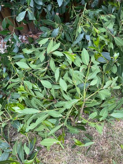 Laurus nobilis / bay leaves