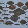 Vintage Fish Chart Prints - Sea Fishes & Freshwater Fishes Image 2