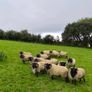 Rams Image 5