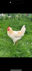 Faverolles x Leghorn Rooster