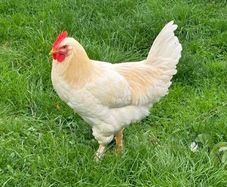 Faverolles x Leghorn Rooster