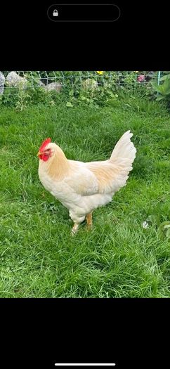 Faverolles x Leghorn Rooster
