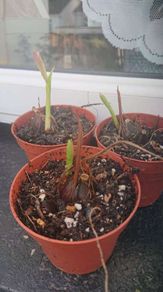 Pleione