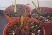 Pleione