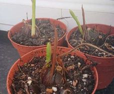 Pleione