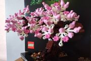 LEGO Botanical Collection 10281 Bonsai Tree