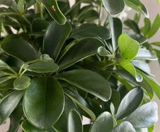 plant