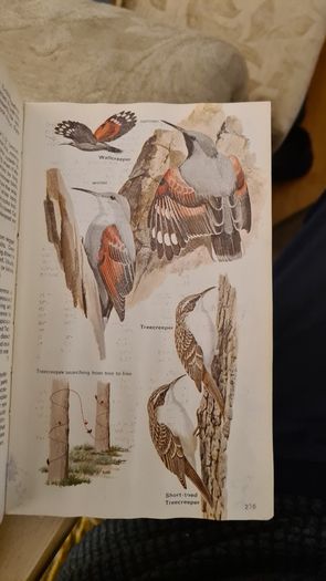 Birds Of Britain And Europe. The Hamlyn Guide. By Bertel Bruun. Illustrated By Arthur Singer. 516 Birds In Colour & 448 Maps. Paperback In FAIR CONDITION. 32..