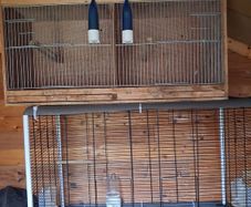 bird cages
