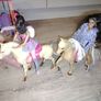 Barbie toys Image 7