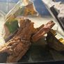 reptile tank Image 3