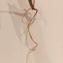 No.69 Monstera Albo Image 10