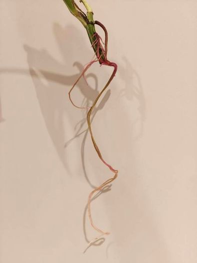 No.69 Monstera Albo