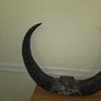African Water Buffalo Horns Image 6