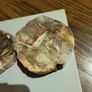 Petrified wood slices Image 5