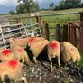 Hogget ewes Image 5