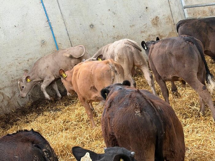 10 Charolais and Limousin Weanlings